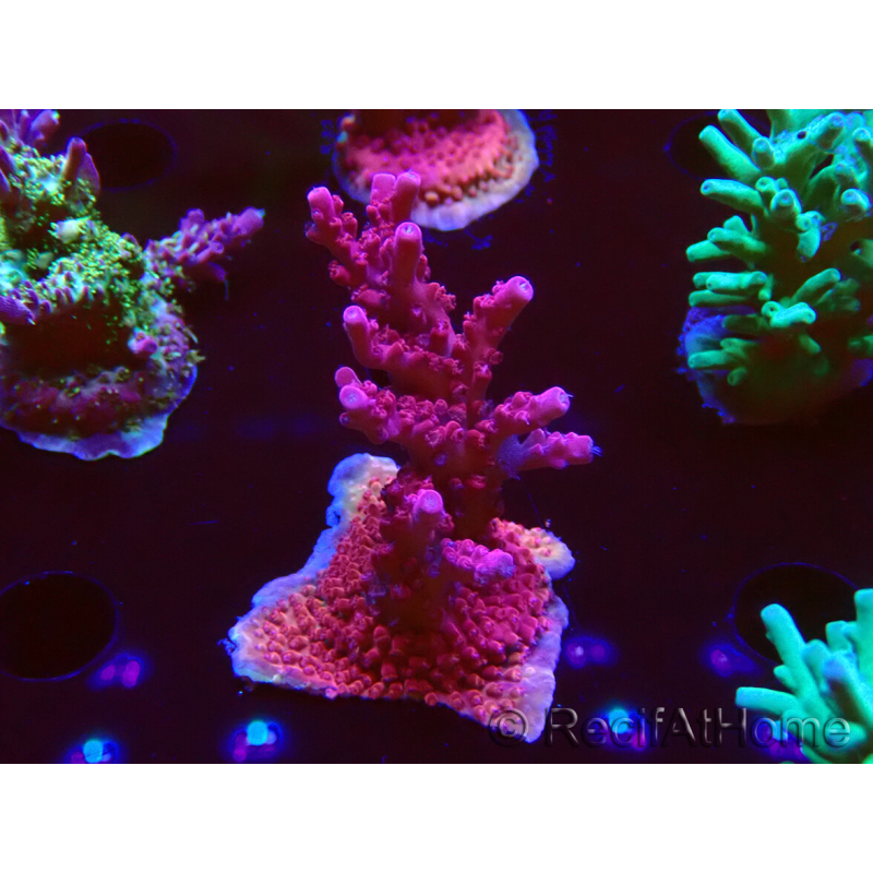 WYSIWYG RAH Acropora Ghost Town 5D2