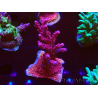 WYSIWYG RAH Acropora Ghost Town 5D2
