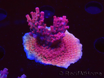 WYSIWYG Acropora sp Ultra