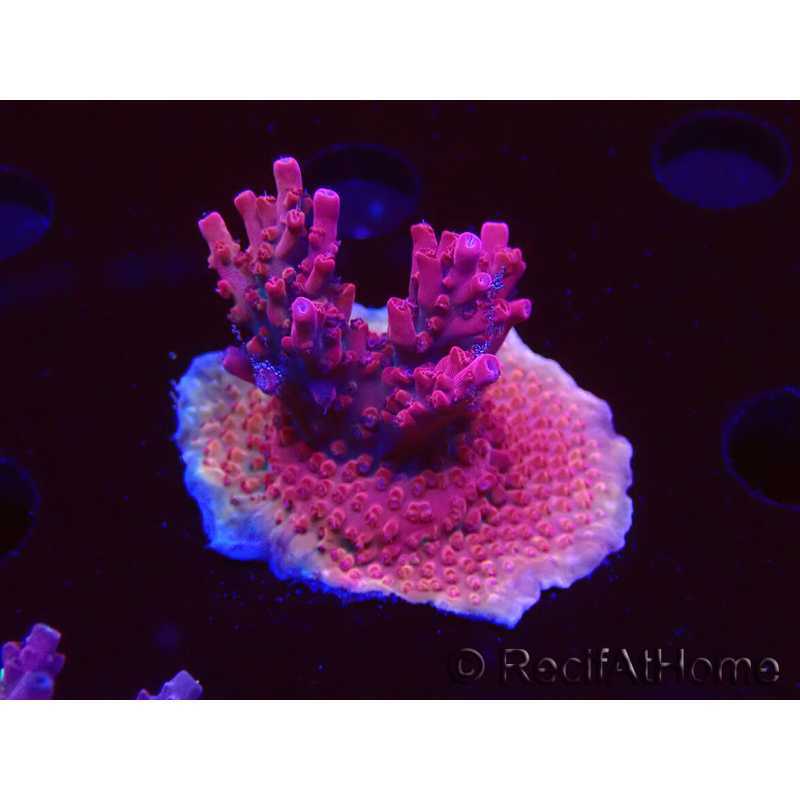 WYSIWYG Acropora sp Ultra