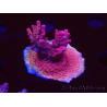 WYSIWYG Acropora sp Ultra