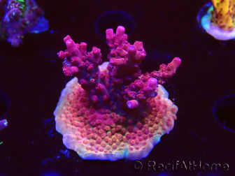 WYSIWYG RAH Acropora Ghost Town 5D4