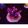 WYSIWYG RAH Acropora Ghost Town 5D4