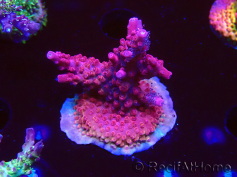 WYSIWYG RAH Acropora Ghost Town 5D5