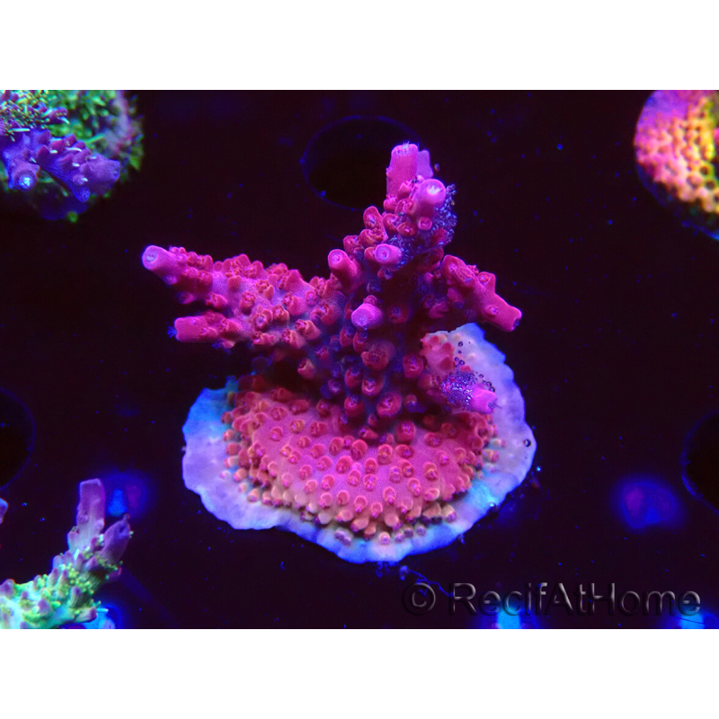 WYSIWYG RAH Acropora Ghost Town 5D5