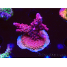 WYSIWYG Acropora sp Ultra
