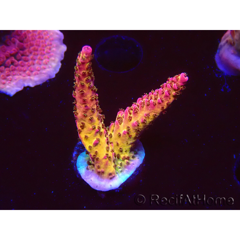 WYSIWYG - Acropora PC Rainbow