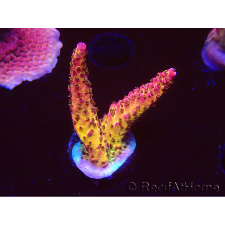 WYSIWYG - Acropora PC Rainbow