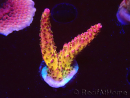 WYSIWYG - Acropora PC Rainbow 5I1