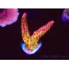 WYSIWYG - Acropora PC Rainbow