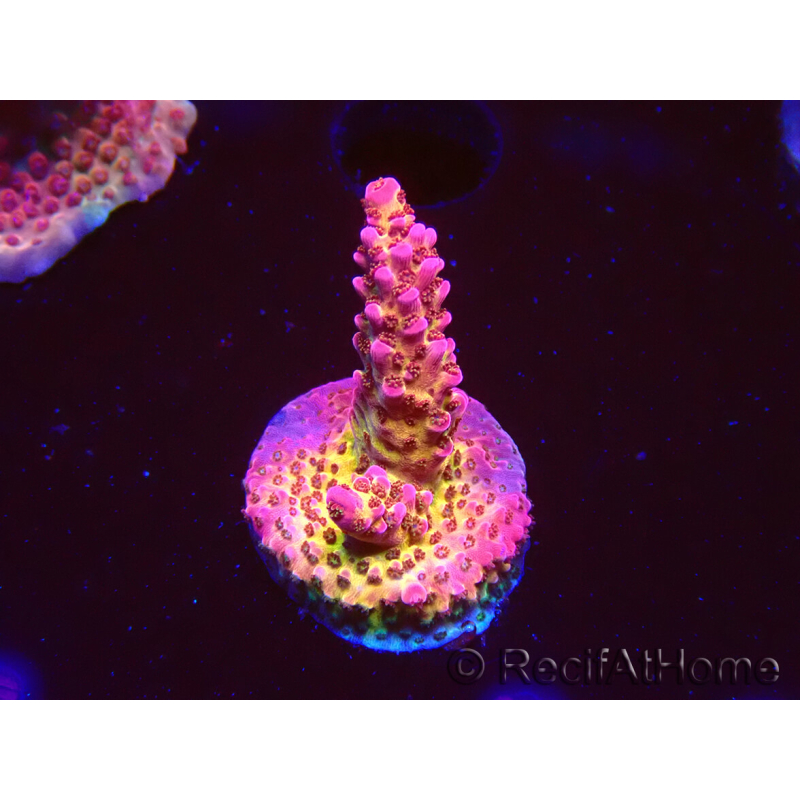 WYSIWYG - Acropora PC Rainbow