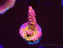 WYSIWYG - Acropora PC Rainbow
