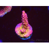 WYSIWYG - Acropora PC Rainbow