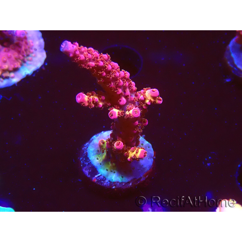 WYSIWYG - Acropora PC Rainbow