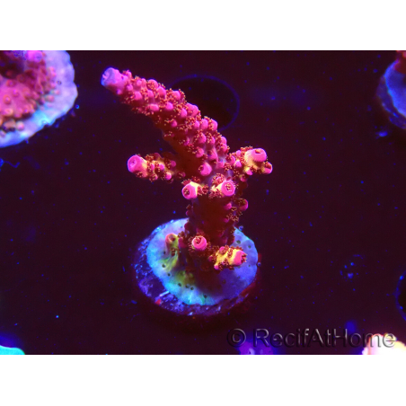 WYSIWYG - Acropora PC Rainbow