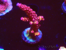 WYSIWYG - Acropora PC Rainbow 5I3