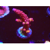 WYSIWYG - Acropora PC Rainbow