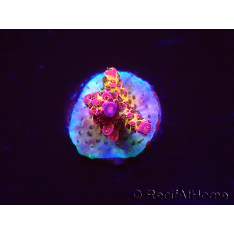 WYSIWYG - Acropora PC Rainbow 5I4