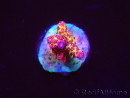 WYSIWYG - Acropora PC Rainbow 5I4