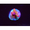 WYSIWYG - Acropora PC Rainbow 5I4