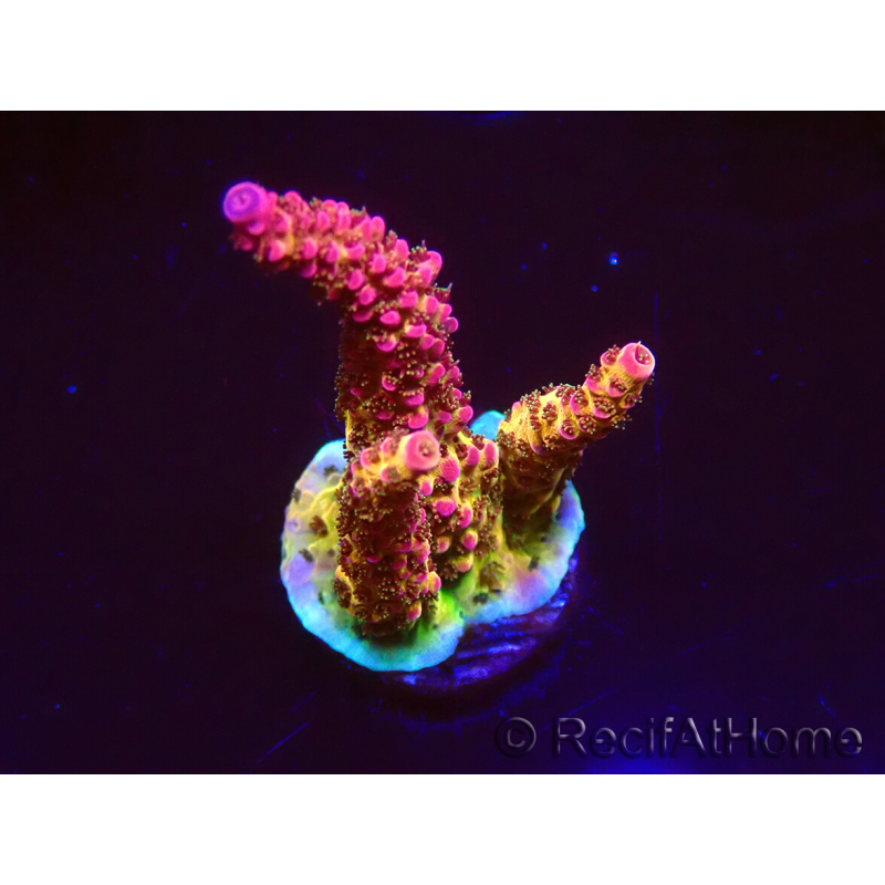 WYSIWYG - Acropora PC Rainbow