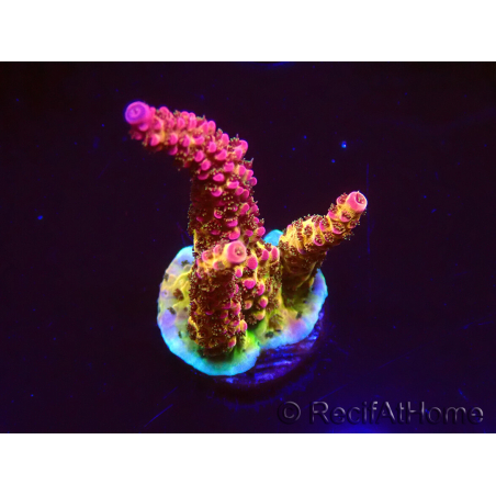 WYSIWYG - Acropora PC Rainbow 5I5