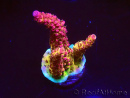 WYSIWYG - Acropora PC Rainbow
