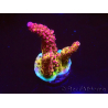 WYSIWYG - Acropora PC Rainbow 5I5