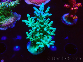 WYSIWYG ORA Acropora turaki Hawkins