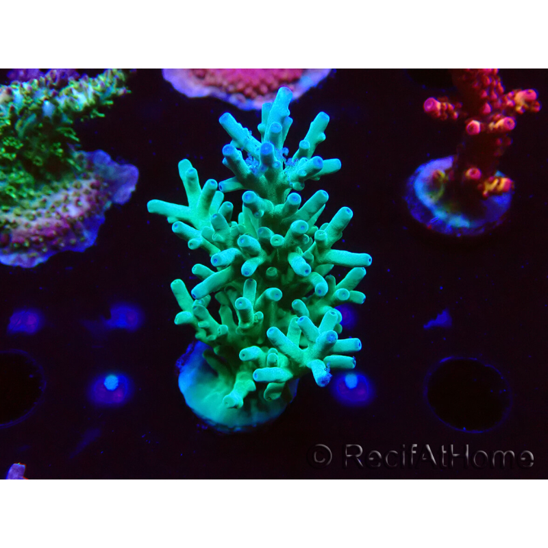WYSIWYG ORA Acropora turaki Hawkins 5U1
