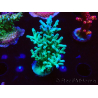 WYSIWYG ORA Acropora turaki Hawkins 5U1