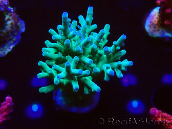 WYSIWYG ORA Acropora turaki Hawkins 5U2