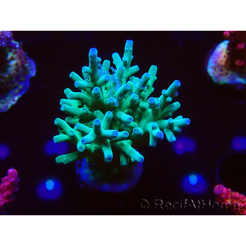 WYSIWYG ORA Acropora turaki Hawkins 5U2