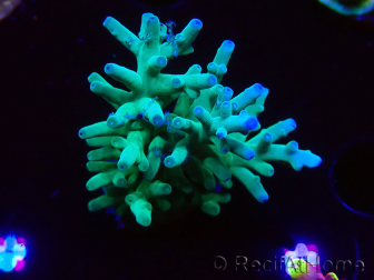 WYSIWYG ORA Acropora turaki Hawkins 5U3