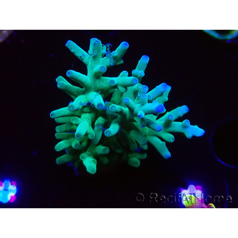 WYSIWYG ORA Acropora turaki Hawkins