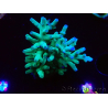 WYSIWYG ORA Acropora turaki Hawkins