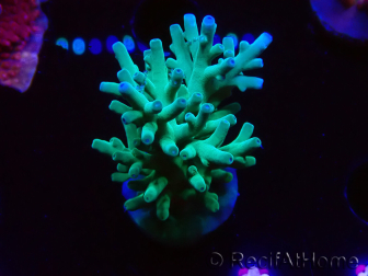 WYSIWYG ORAAcropora turaki Hawkins 5U4