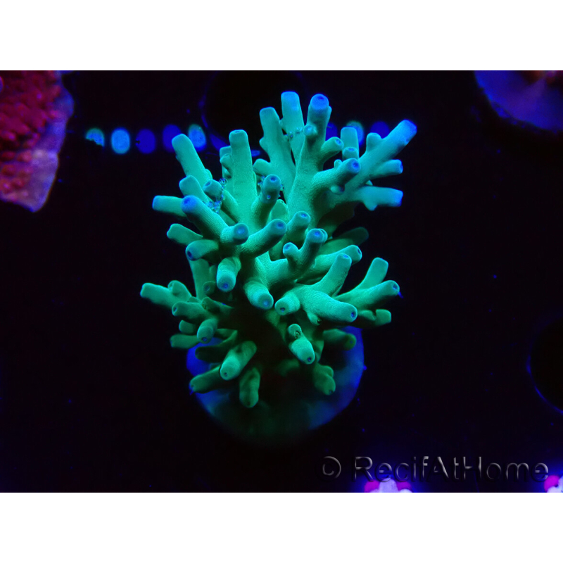 WYSIWYG ORAAcropora turaki Hawkins 5U4