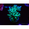 WYSIWYG ORAAcropora turaki Hawkins