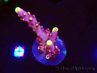 WYSIWYG JF Acropora Fox Flame