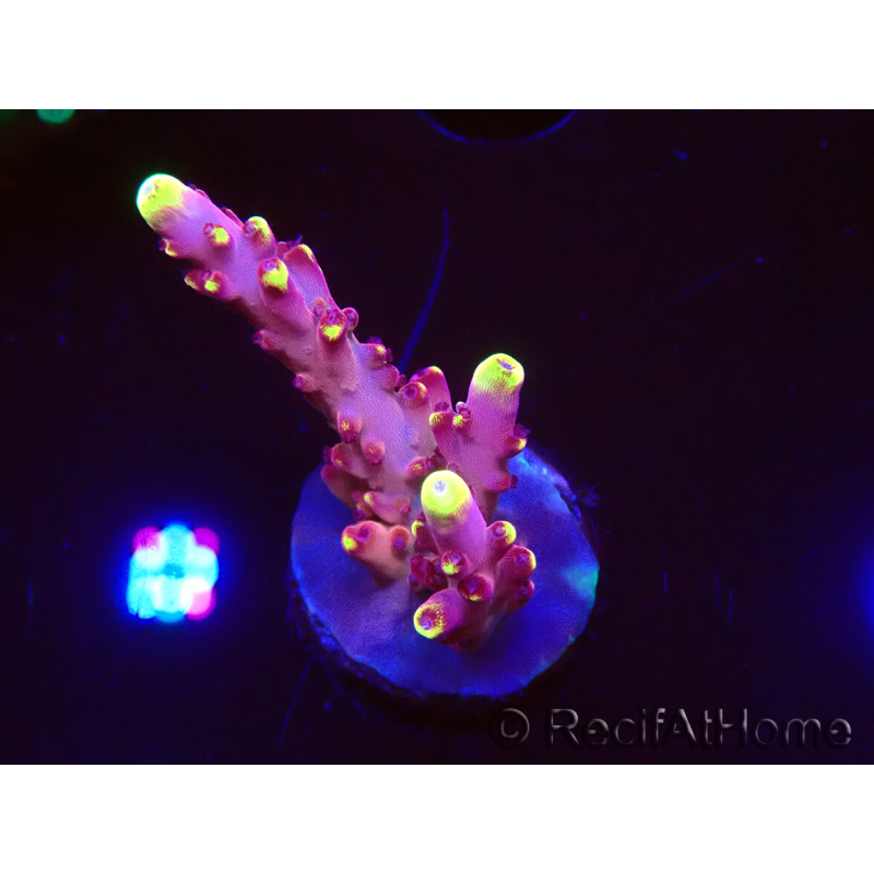 WYSIWYG JF Acropora Fox Flame 5O2