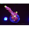 WYSIWYG JF Acropora Fox Flame