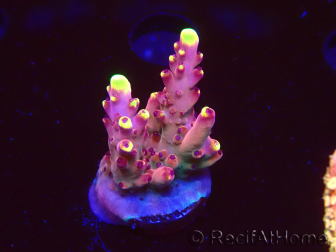 WYSIWYG JF Acropora Fox Flame