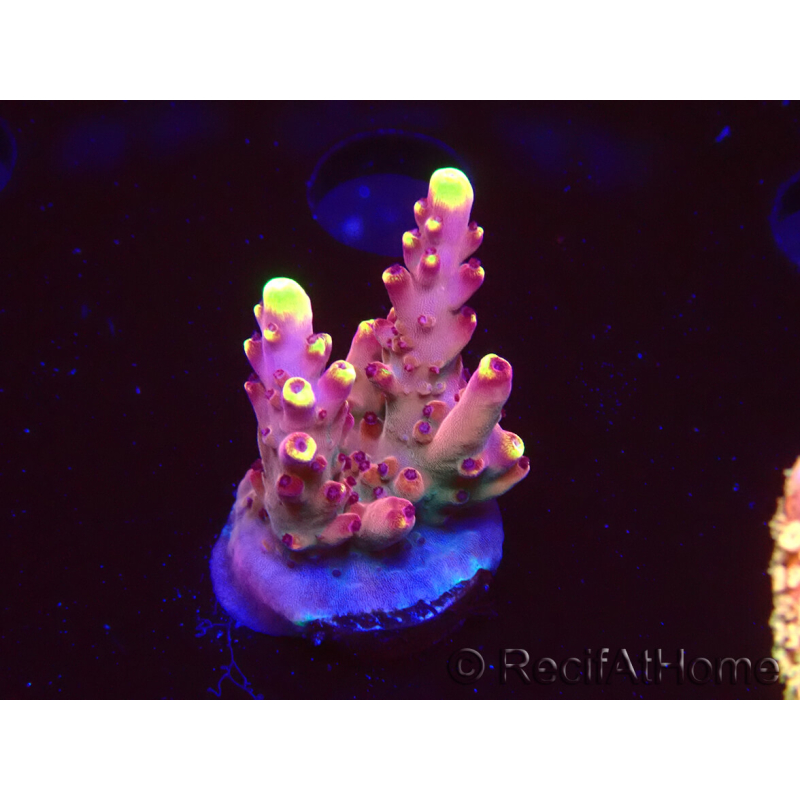 WYSIWYG JF Acropora Fox Flame 5O3