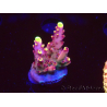 WYSIWYG JF Acropora Fox Flame 5O3
