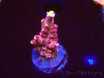 WYSIWYG JF Acropora Fox Flame