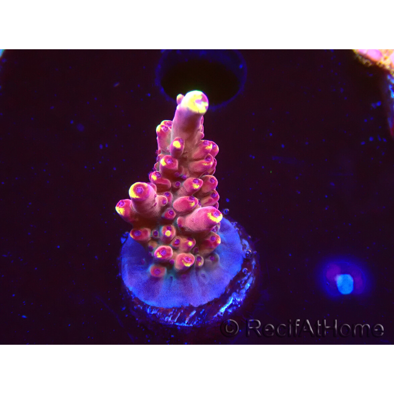 WYSIWYG JF Acropora Fox Flame