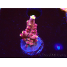 WYSIWYG JF Acropora Fox Flame