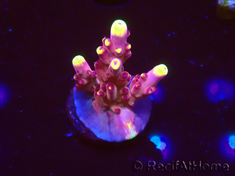 WYSIWYG JF Acropora Fox Flame