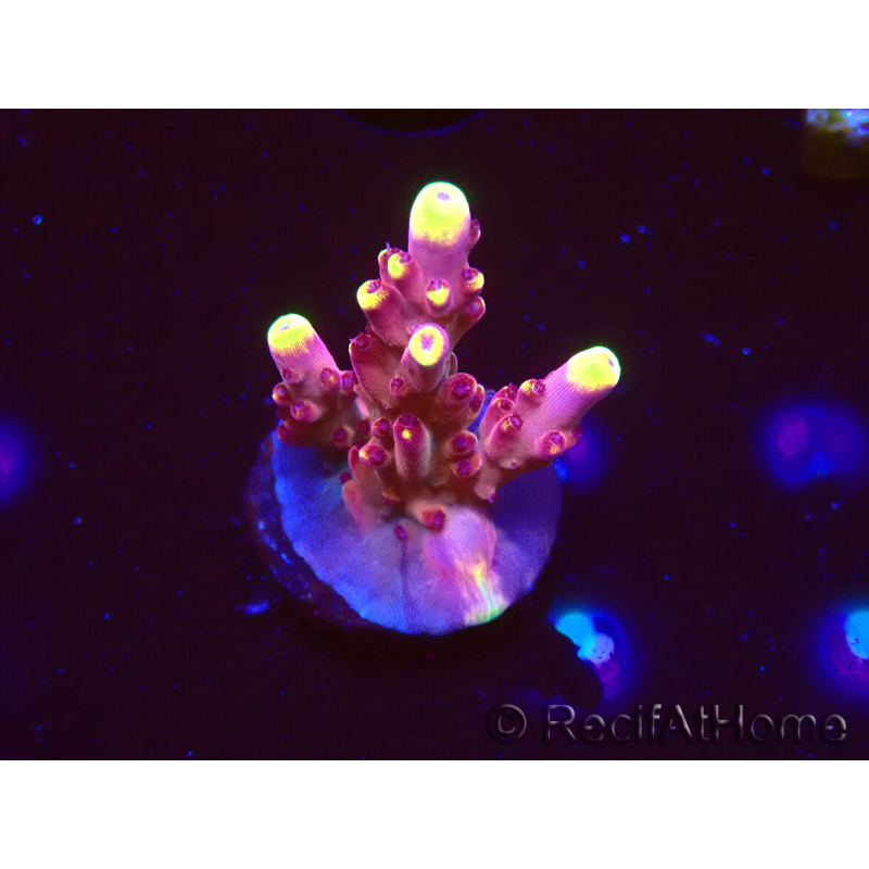 WYSIWYG JF Acropora Fox Flame